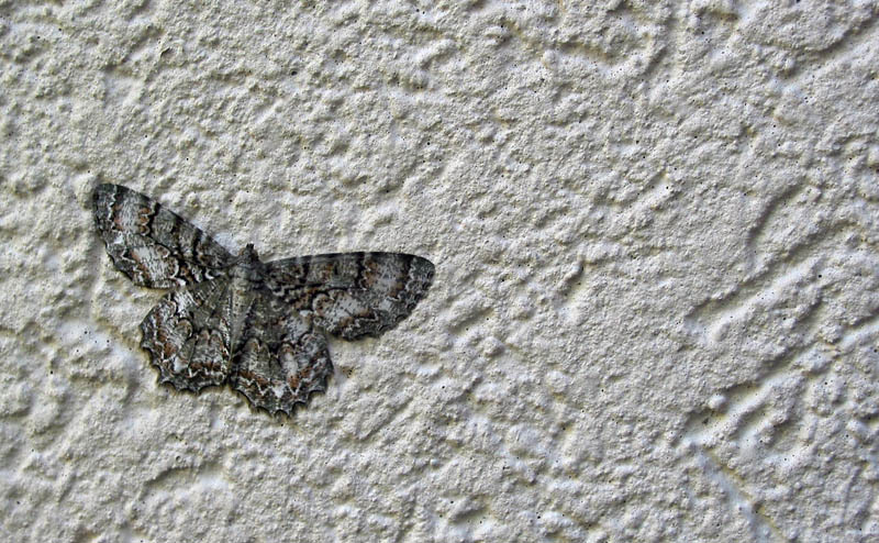 Moth on Stucco