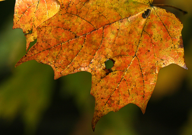 Leaf