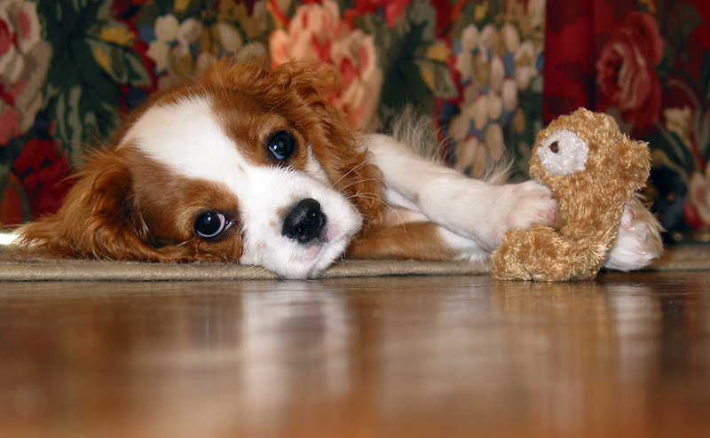 Oliver and Lefty