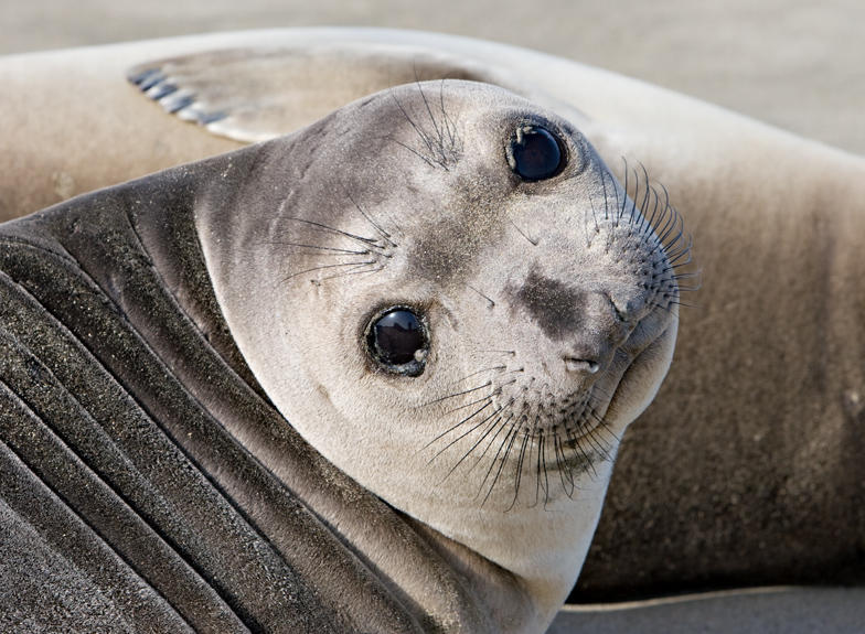 10th Place (tie)<br>The eyes have it!<br>by Larry