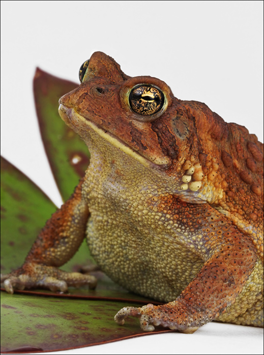 Toadys Smile