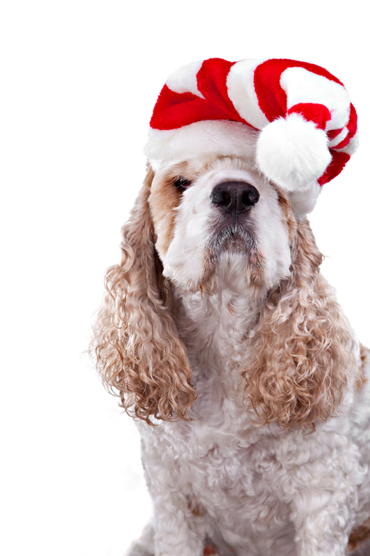 Sebastian Gets Ready For Xmas