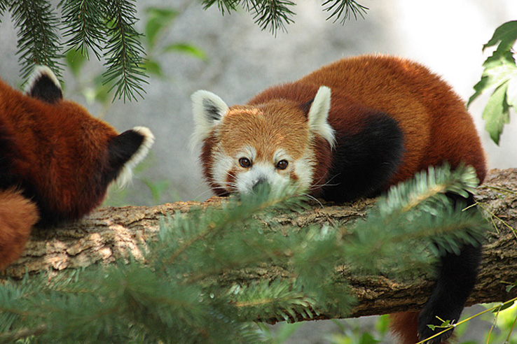 Red Pandas