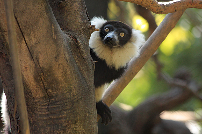 Lemur