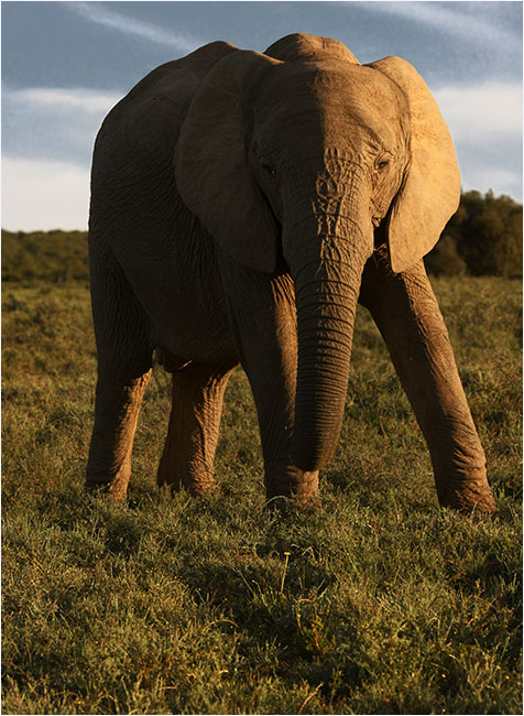 Addo Elephant