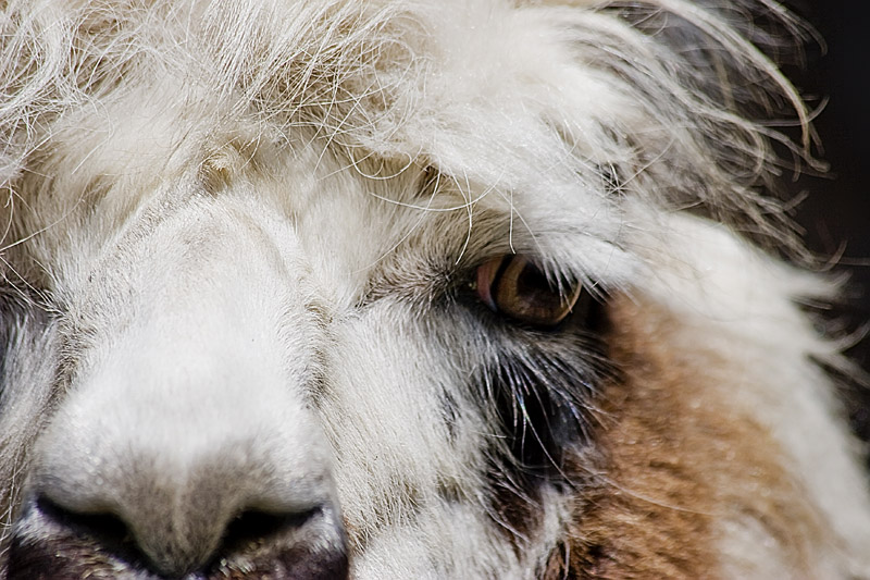 Fuzzhead