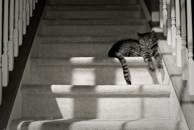 and the he found a nice place to sleep on the steps