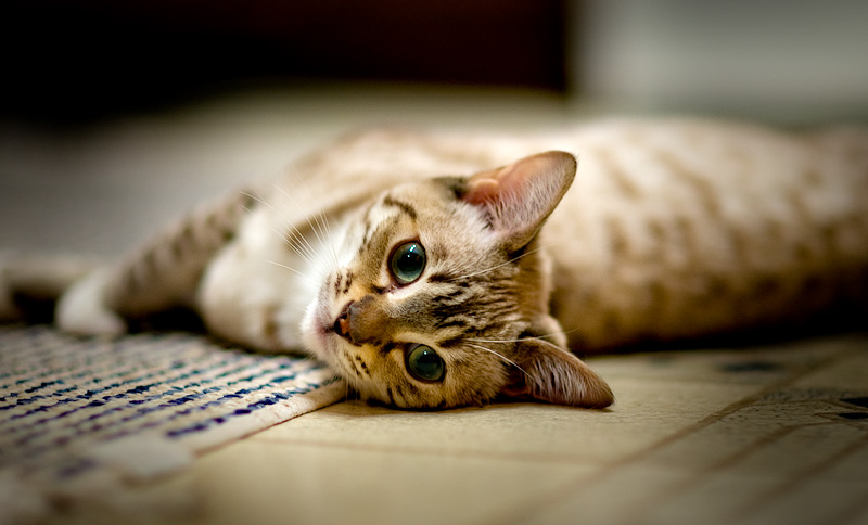 Green Eyes
