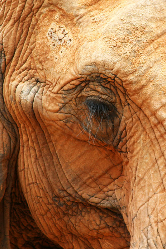 Elephant Eyes