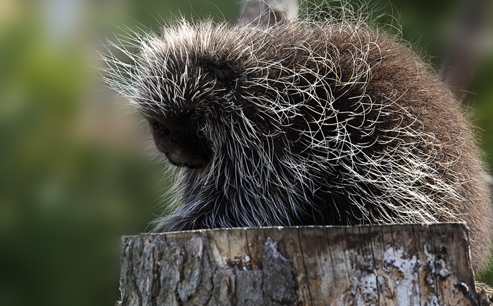 Porcupine