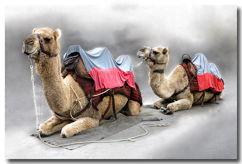 TAXI....?