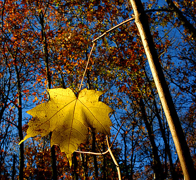 Sunny Fall Day*