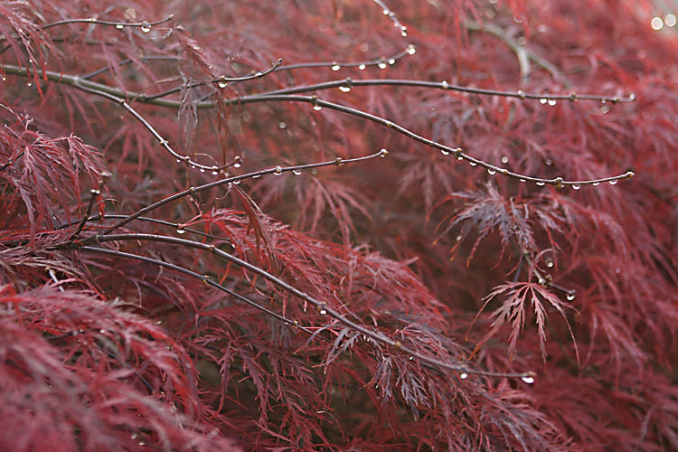 Fall Rain (*)