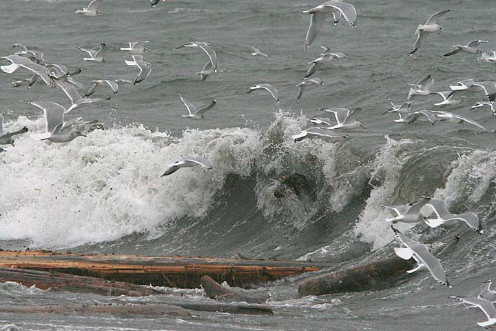 Seagulls Searching for Food