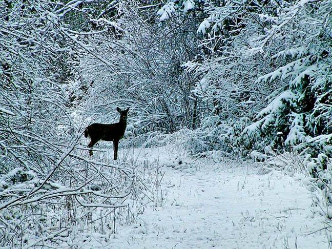 Fresh Snow