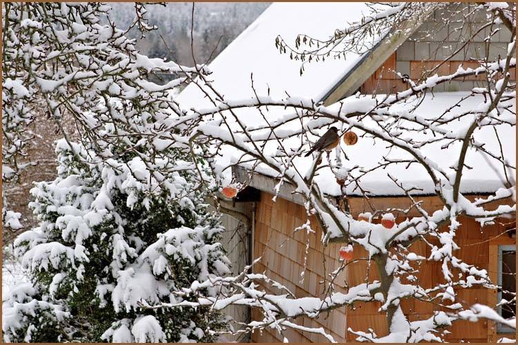 Winter Robin (*)