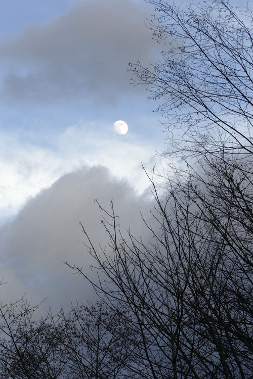 Winter Moon (*)