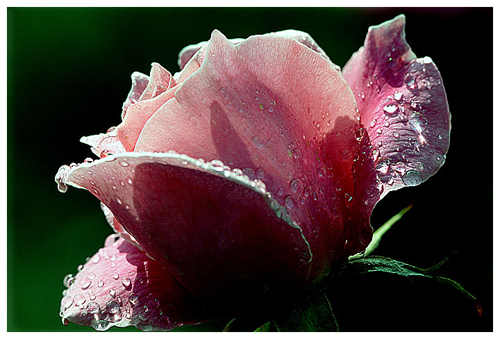 Dew Drops *