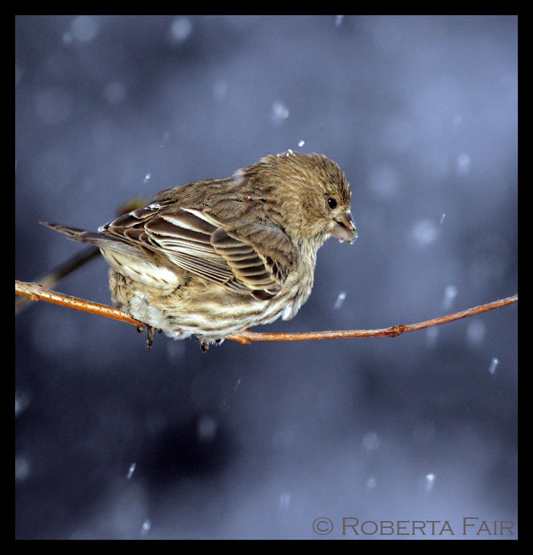 <b>7th Place</b><br><i>Winter Sparrow</i><br>by Roberta Fair