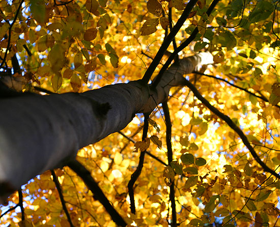 One Last Foliage Shot*