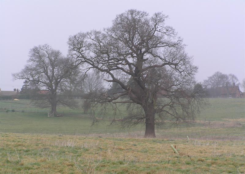 Misty Oaks *