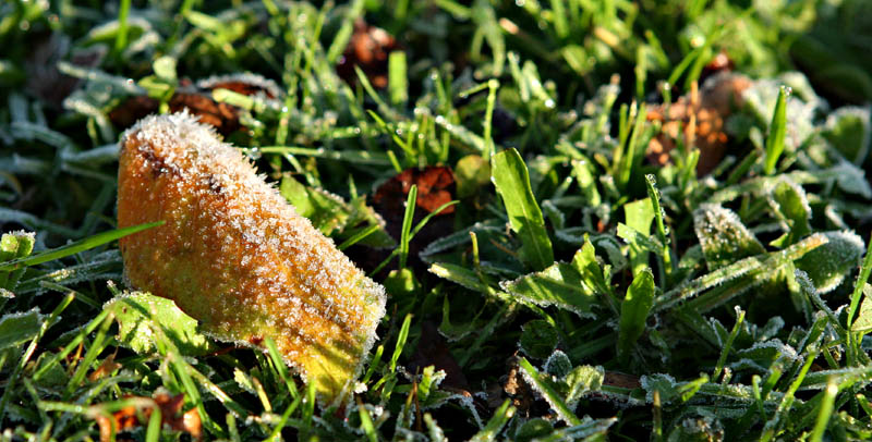 First Frost *
