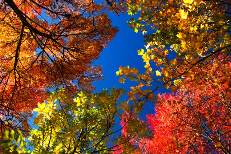 autumn sun *