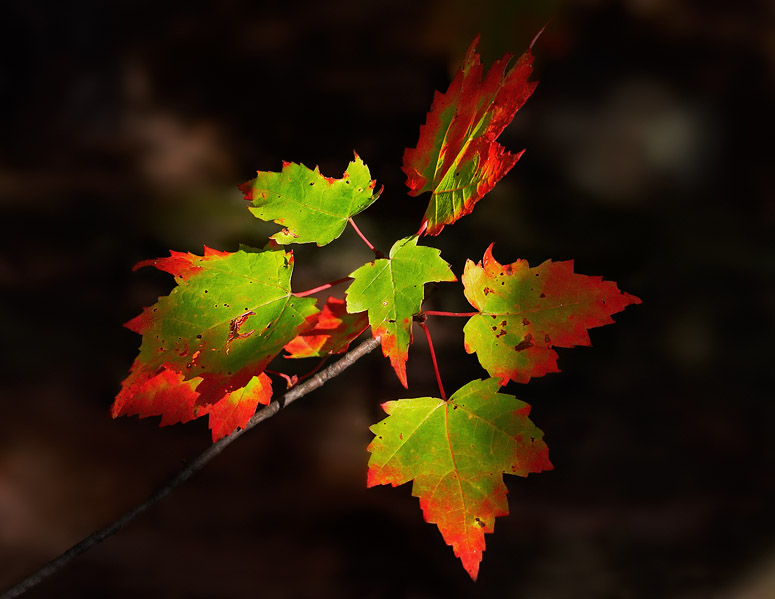 Simple automnal leaves