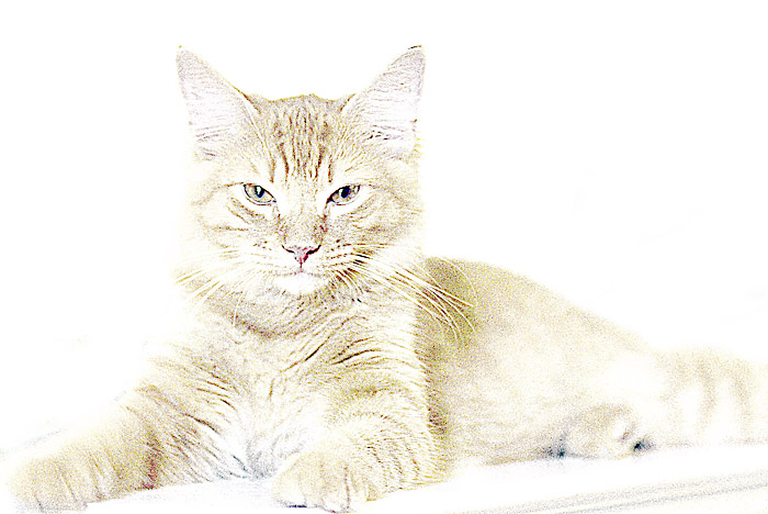 Her Majesty...The Cat *