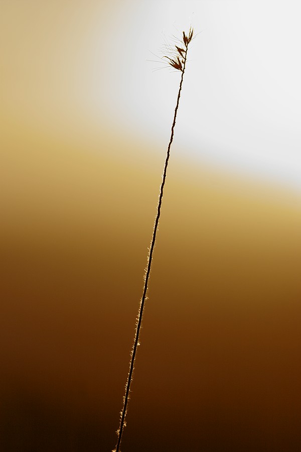 <b>8th Place (tie)</b><br><i>Reed</i><br>by joe mama