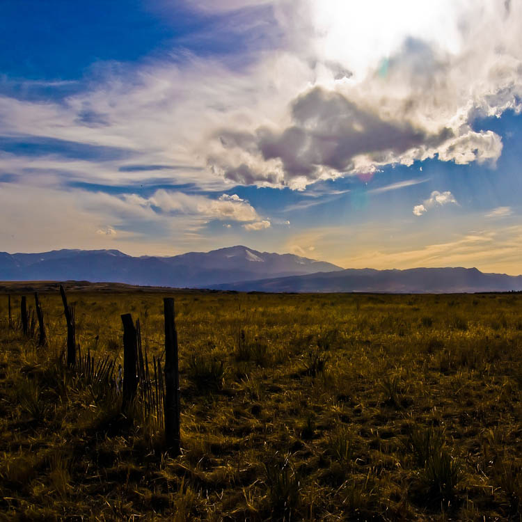 <b>Amber Waves</b> by Michael Shealy