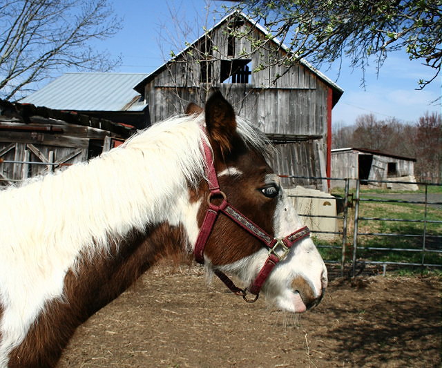 Equine Gothic