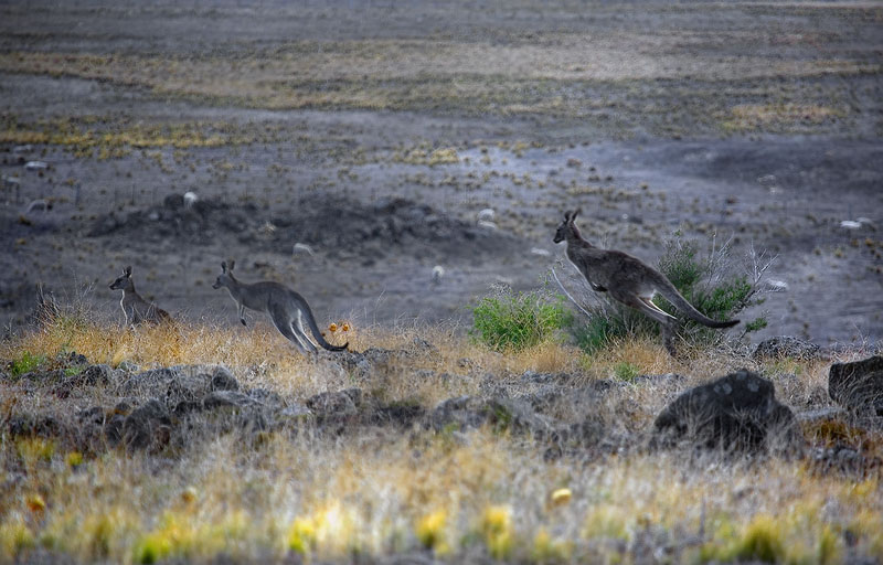 Run Roos Run... well HOP if you must?