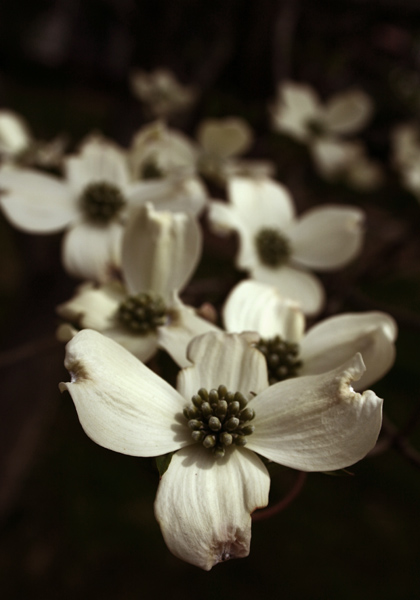 Dogwood Blossoms