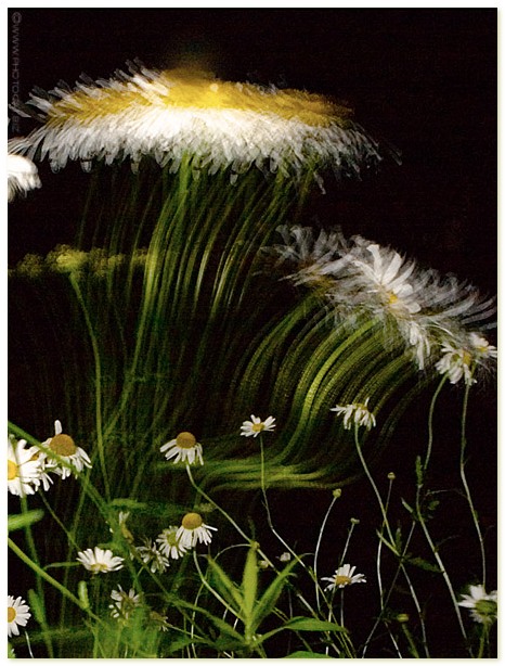 4th - Crazy Daisy Exposed! by Cat