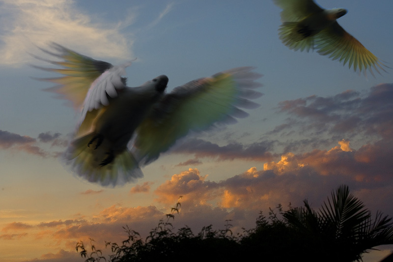 1st - Cockatoo Sunset by Melbob