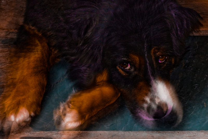 Nosey Friend
