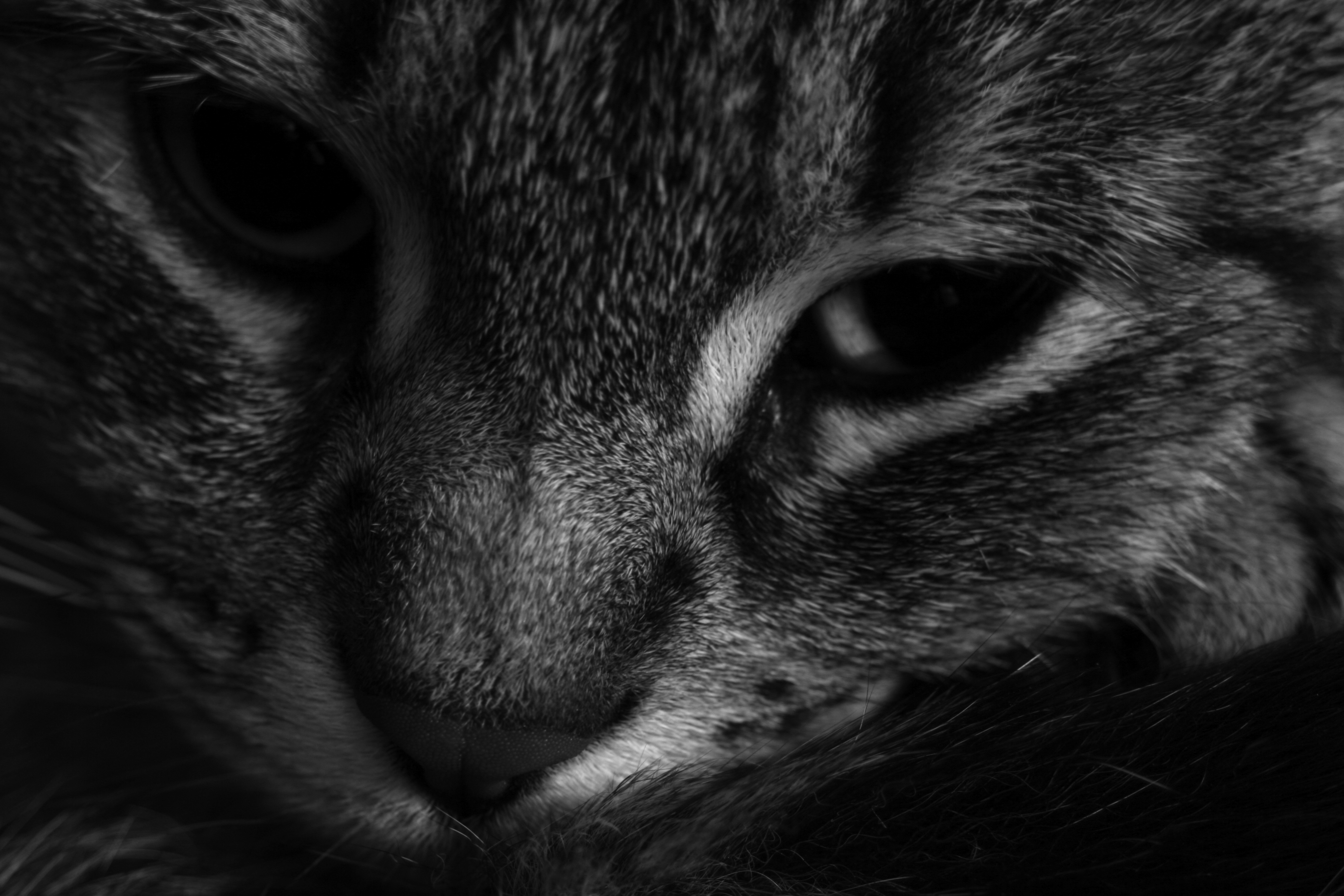 Miss Kitty