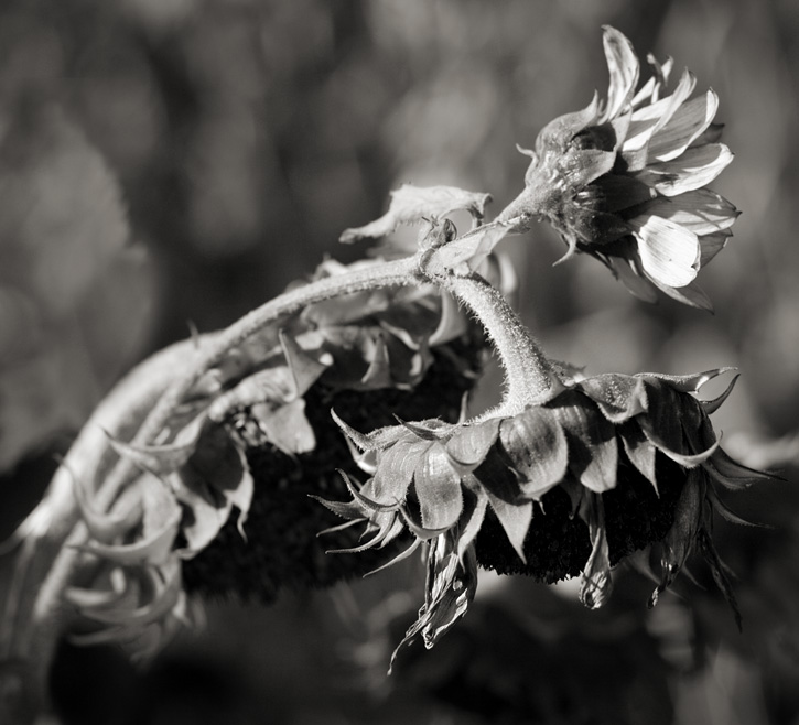 harvest