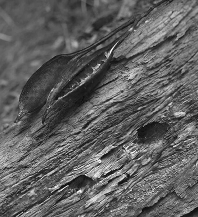 Seed Pods