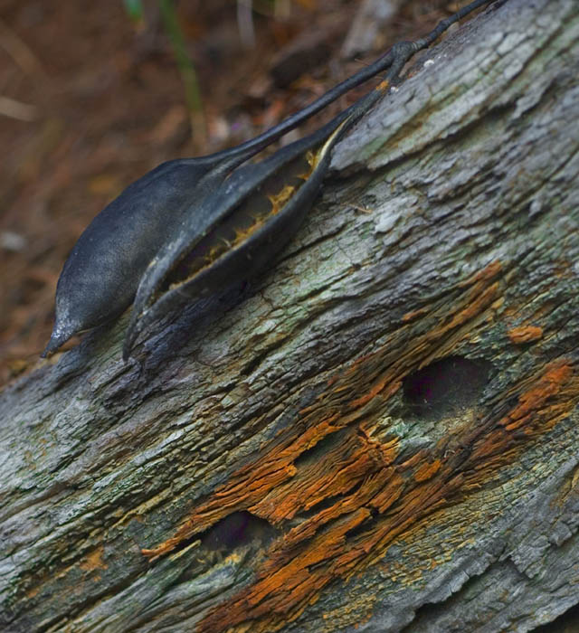 Seed Pods