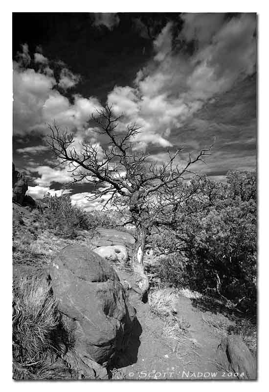 cedar on  ghost ranch