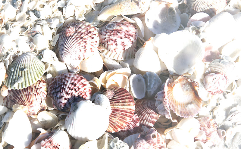 Shells