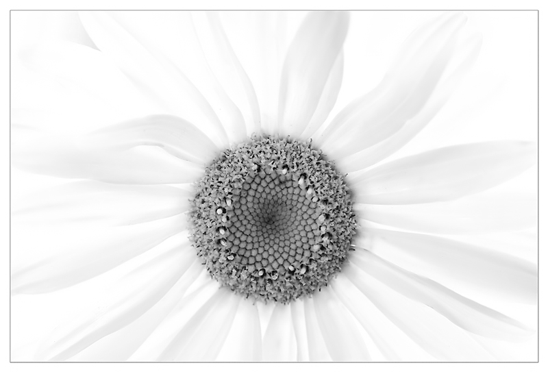 Daisy