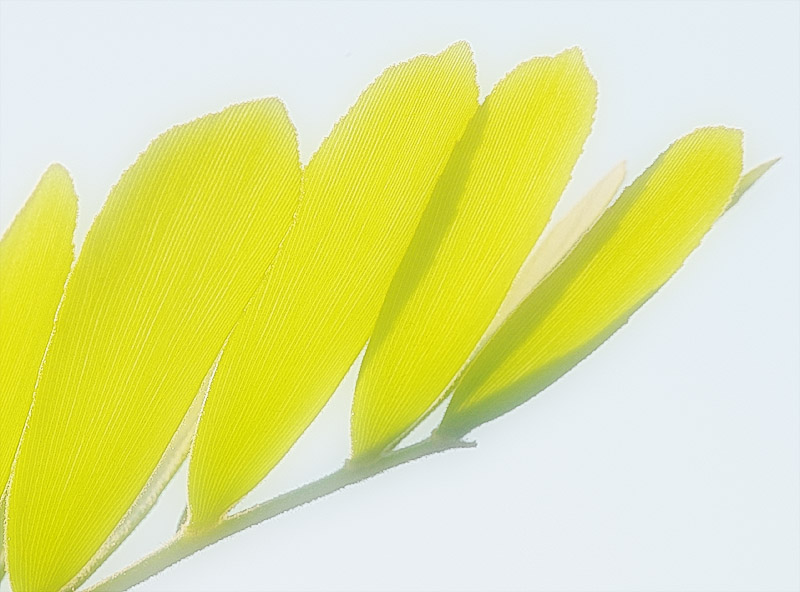 Spring Frond