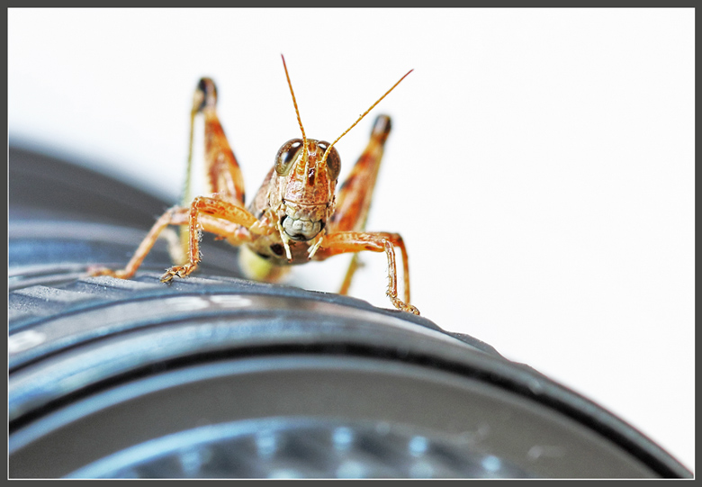 LensBaby