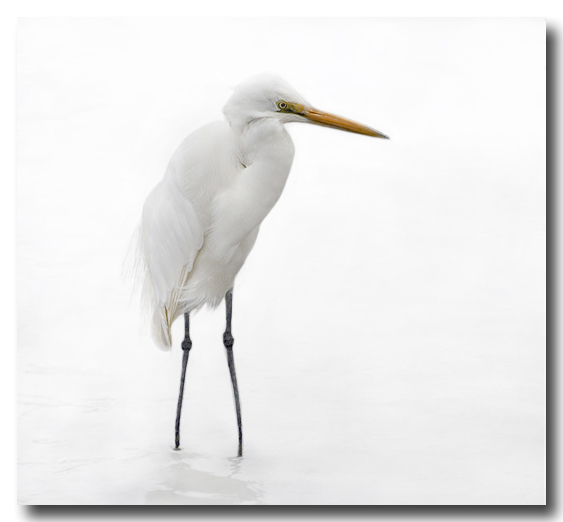 Egret - 2nd(tie) by Melbob