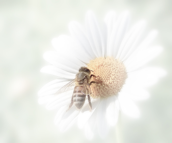 Bee-utiful