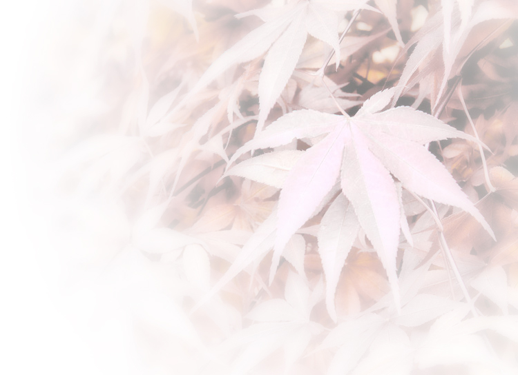 Japanese Maple
