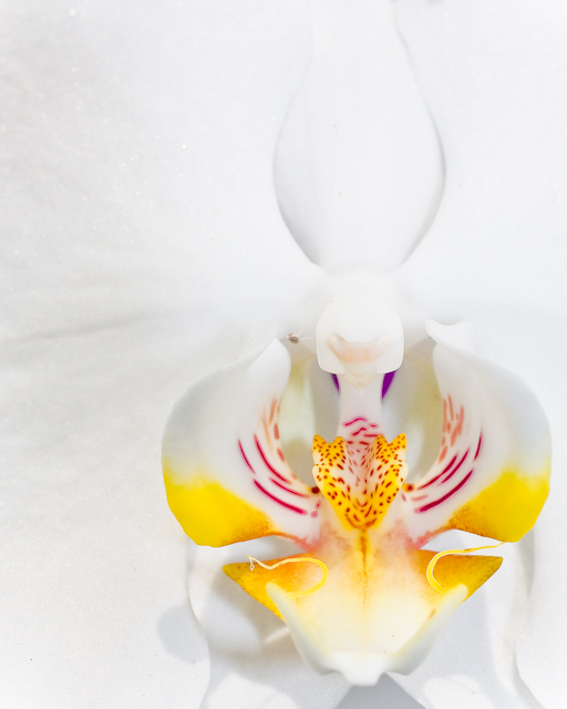 orchid - 6th (tie) by TheFly